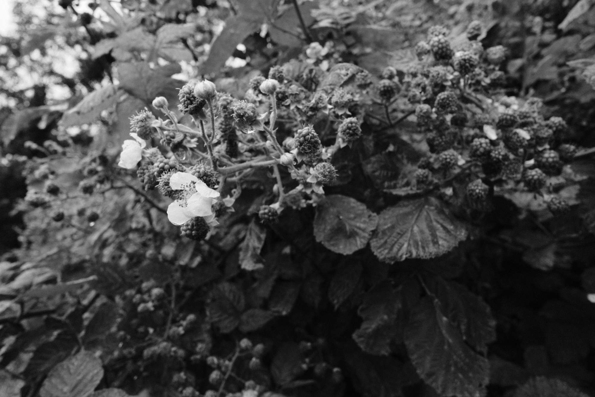 Images of blackberry bushes