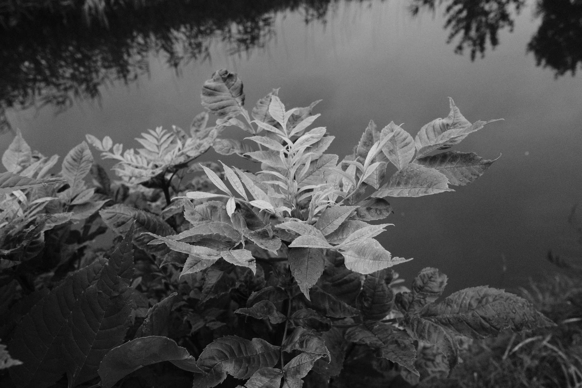 Unknown plant by the side of the canal