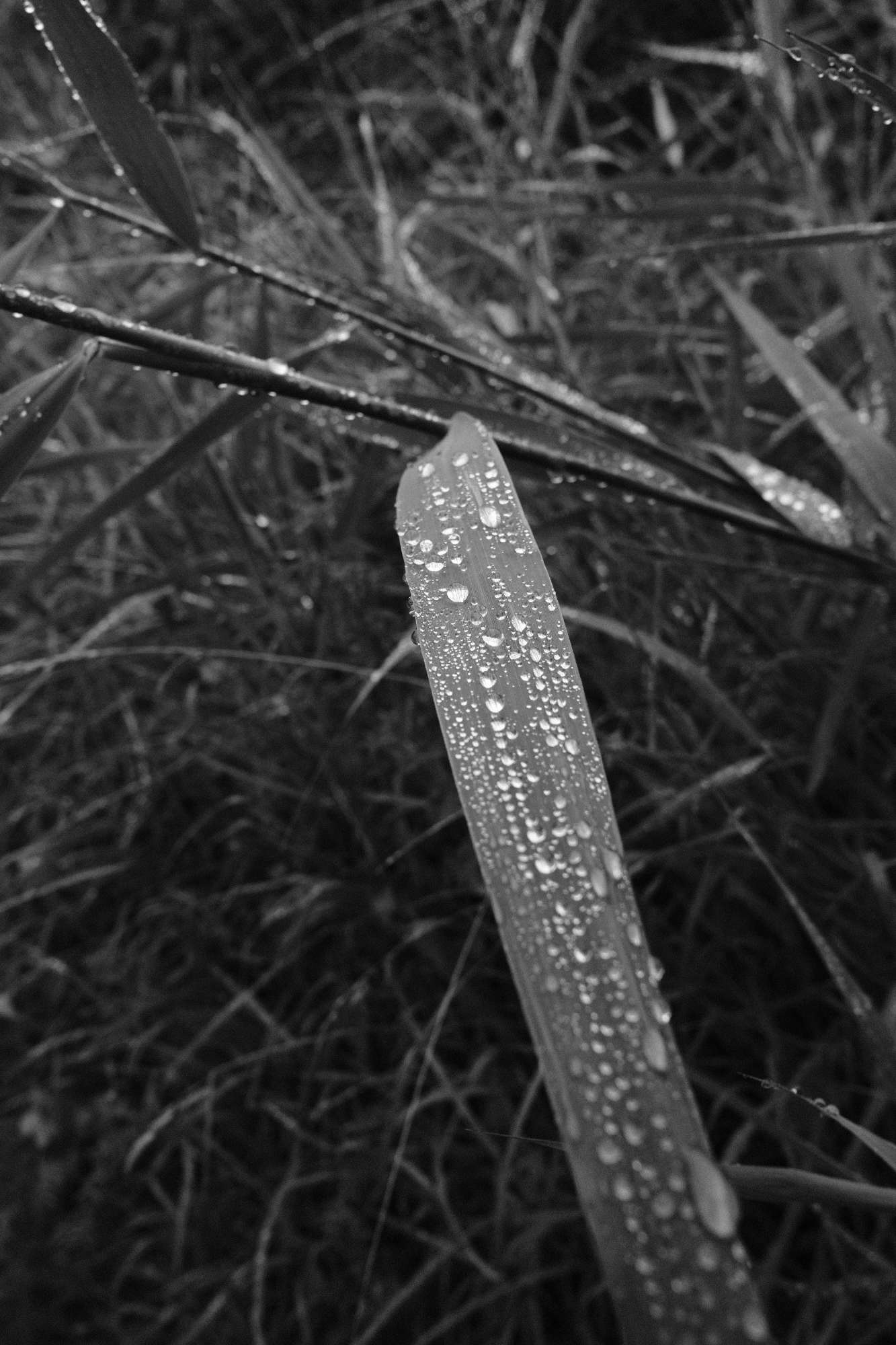 image of beads of rain on a broad grass leaf