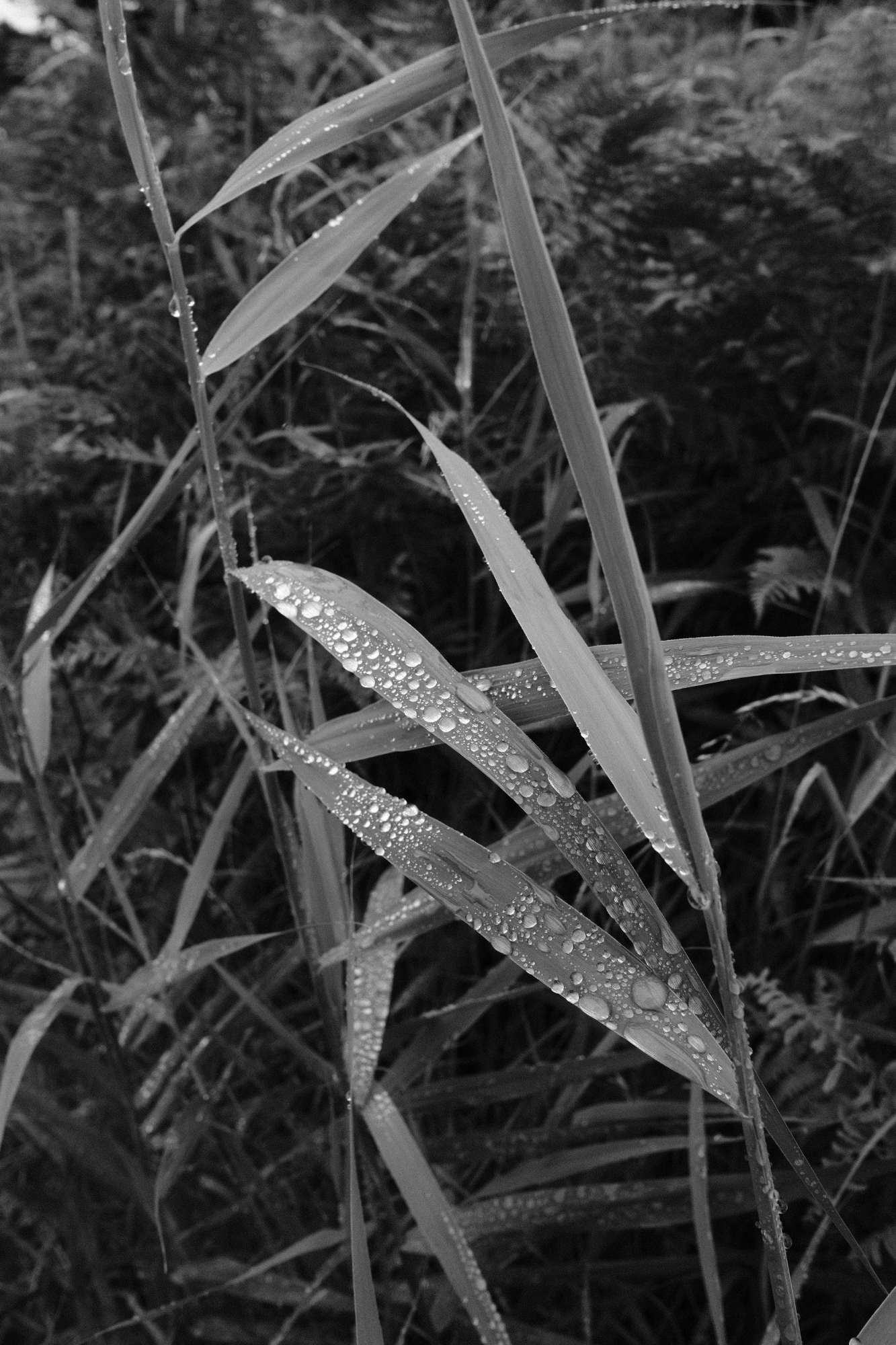 Image of grasses  from July canal walk